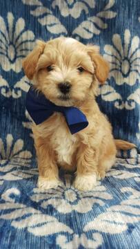 Medium Photo #1 Maltipoo Puppy For Sale in LANCASTER, PA, USA