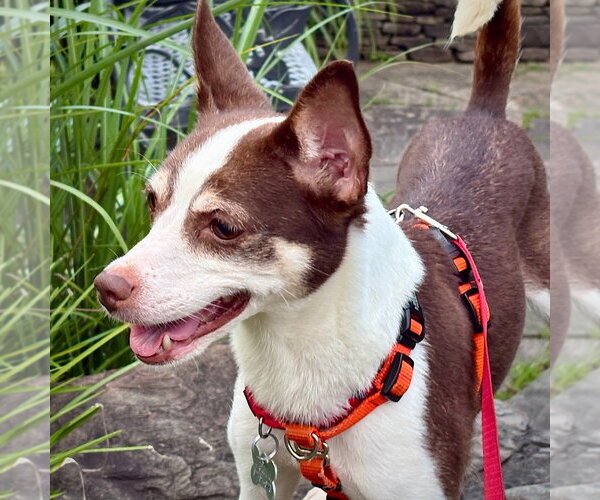 Medium Photo #1 Rat Terrier Puppy For Sale in Atlanta, GA, USA