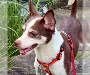 Rat Terrier Dogs for adoption in Atlanta, GA, USA