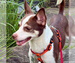 Posey (VA) - Female Rat Terrier Dog for Adoption - Small photo