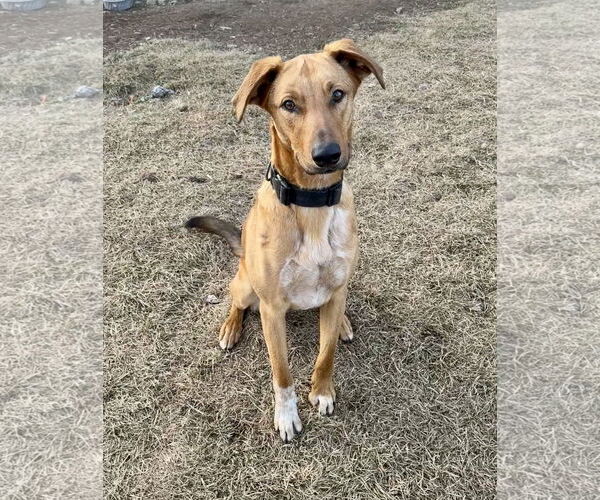 Medium Photo #4 Mutt Puppy For Sale in Sandy, UT, USA