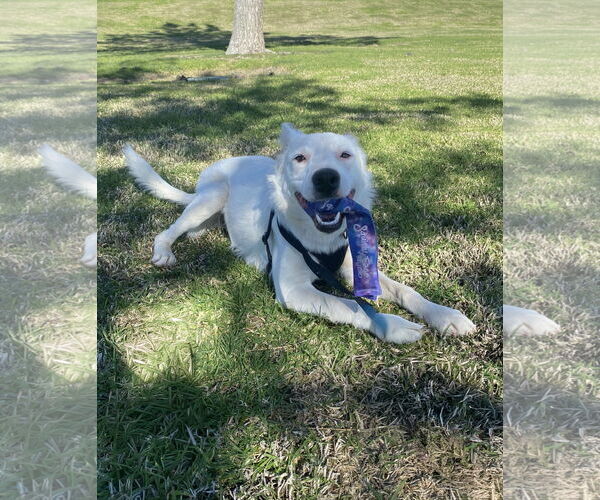 Medium Photo #3 Border Collie-Unknown Mix Puppy For Sale in La Verne, CA, USA