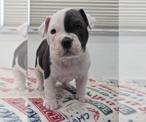 American Bully Puppy for sale in NORTH PORT, FL, USA