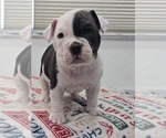 Image preview for Ad Listing. Nickname: Max