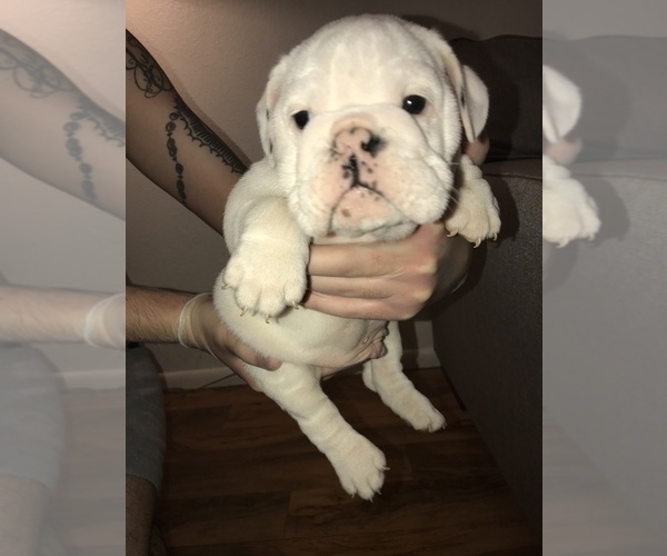 Medium Photo #13 Bulldog Puppy For Sale in CHANDLER, AZ, USA