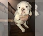 Small Photo #13 Bulldog Puppy For Sale in CHANDLER, AZ, USA