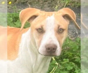 Mutt Dogs for adoption in Canton, CT, USA