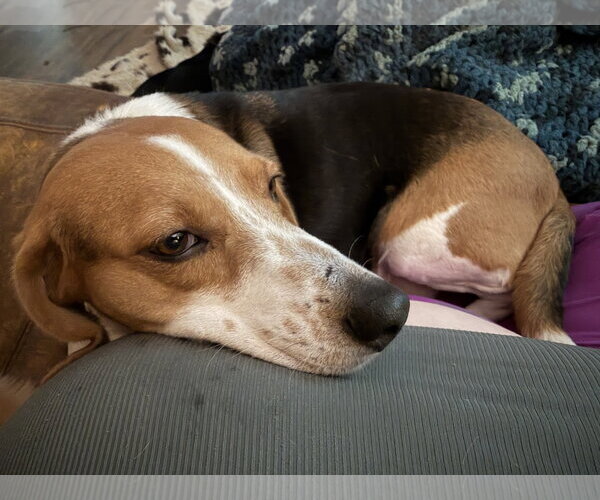 Medium Photo #6 American Foxhound-Beagle Mix Puppy For Sale in Holly Springs, NC, USA