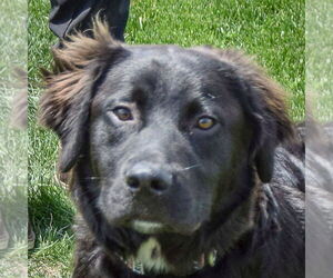 Mutt Dogs for adoption in Huntley, IL, USA