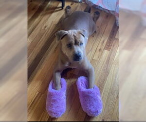 American Pit Bull Terrier-Unknown Mix Dogs for adoption in Oakhurst, NJ, USA
