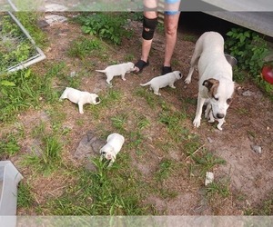 Mother of the American Staffordshire Terrier-Dogo Argentino Mix puppies born on 04/15/2022