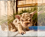 Small #2 French Bulldog