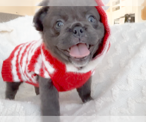 Medium Photo #3 French Bulldog Puppy For Sale in NEWARK, TX, USA