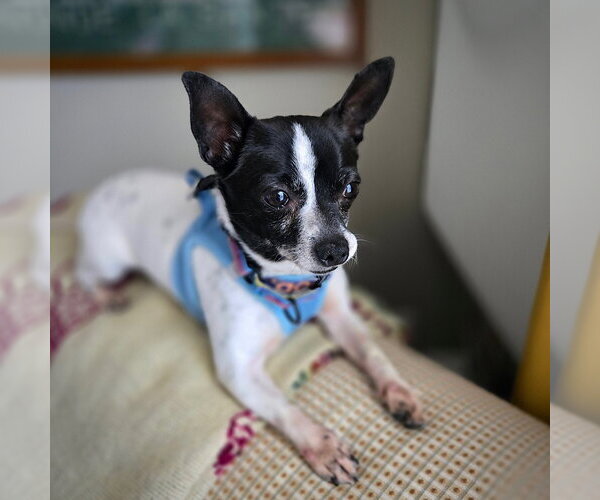 Medium Photo #1 Rat Terrier-Unknown Mix Puppy For Sale in Atlanta, GA, USA
