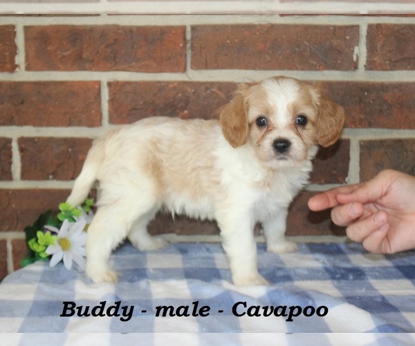 Medium Photo #3 Cavapoo (Miniature) Puppy For Sale in CLARKRANGE, TN, USA