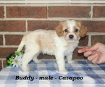 Small #2 Cavapoo (Miniature)