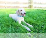 Small Photo #1 Bordoodle Puppy For Sale in GREENWICH, OH, USA