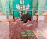 Small Photo #6 Labrador Retriever Puppy For Sale in ROGUE RIVER, OR, USA