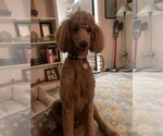 Small Photo #5 Poodle (Standard) Puppy For Sale in KELLER, TX, USA