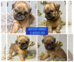 Puppy Puppy 1 Brussels Griffon