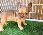 Small #17 French Bulldog