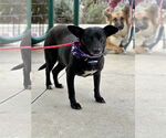 Small #6 Rat Terrier Mix