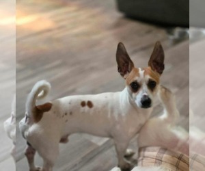 Jack Chi Dogs for adoption in Visalia, CA, USA