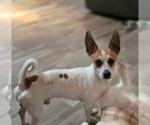 Small Jack Chi
