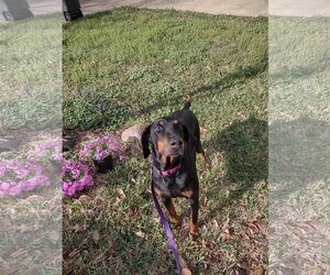 Doberman Pinscher Dogs for adoption in Huntsville, TX, USA