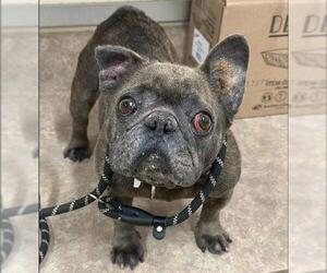 French Bulldog Dogs for adoption in Santa Barbara, CA, USA