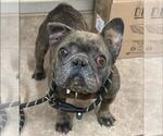 Small French Bulldog