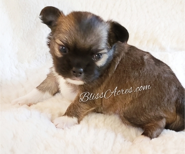 Medium Photo #1 Chihuahua Puppy For Sale in PONCA CITY, OK, USA