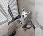 Small German Shepherd Dog Mix