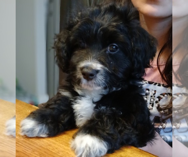 Medium Photo #2 Poodle (Toy)-Yorkshire Terrier Mix Puppy For Sale in BURLINGTON, MA, USA