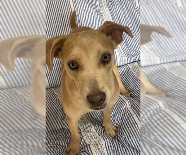 Medium Photo #3 American Pit Bull Terrier-Labrador Retriever Mix Puppy For Sale in Ridgefield, CT, USA