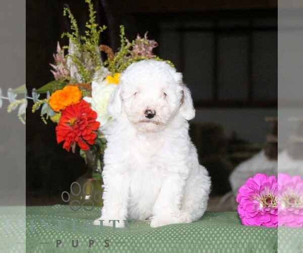 Medium Photo #5 Poodle (Toy) Puppy For Sale in NORTH EAST, MD, USA