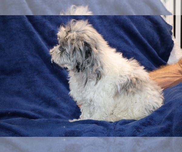 Medium Photo #13 ShihPoo Puppy For Sale in DYERSBURG, TN, USA