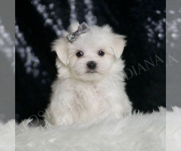 Medium Photo #1 Maltese Puppy For Sale in WARSAW, IN, USA