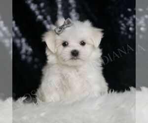 Maltese Puppy for sale in WARSAW, IN, USA