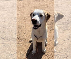 Prancer - Male Chesador Dog for Adoption - Photo #4