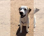 Small Photo #4 Chesador Puppy For Sale in Apple Valley, CA, USA