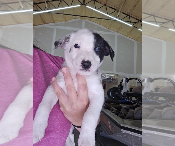 Medium Photo #3 Border Collie Puppy For Sale in KNOXVILLE, TN, USA