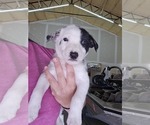 Small Photo #5 Border Collie Puppy For Sale in KNOXVILLE, TN, USA