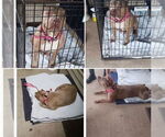 Small #2 American Pit Bull Terrier
