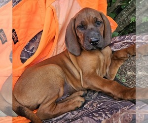 Redbone Coonhound Puppy for sale in DENVER, PA, USA