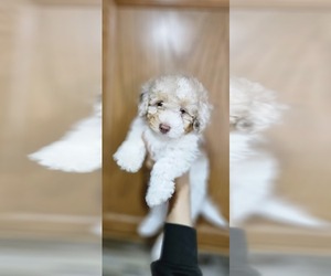 Poodle (Miniature) Puppy for sale in COOLIDGE, AZ, USA
