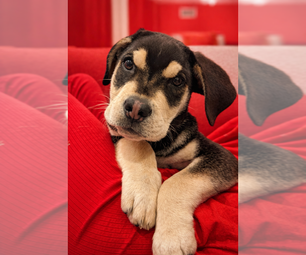 Medium Photo #4 Siberian Husky-Unknown Mix Puppy For Sale in Dana Point, CA, USA