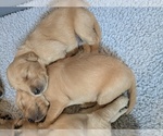 Small Golden Retriever