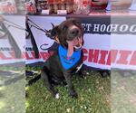 Small #2 Labrador Retriever Mix