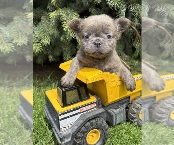 Medium Photo #1 French Bulldog Puppy For Sale in MIDDLEBURY, IN, USA